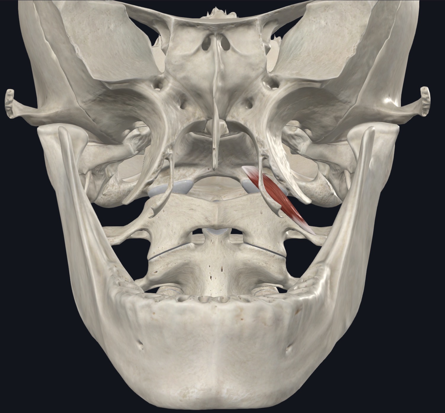 <p>Rectus capitis Ant. Superior attachment</p>