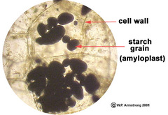 <p>glucose storage in plants</p>