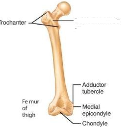 <p>Narrow ridge of bone; less prominent than a crest</p>