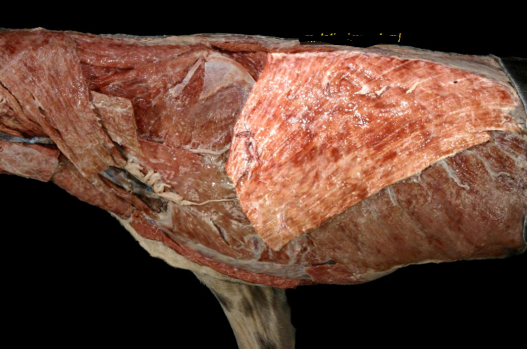 <p>Large triangular shaped muscle that covers most of throacic wall</p><ol><li><p>origin</p></li></ol><p>thoracolumbar spinous process</p><ol start="2"><li><p>insertion</p></li></ol><p>humerus</p><ol start="3"><li><p>Action</p></li></ol><p>draws limb caudally</p><p>flexes shoulder joint</p><p></p>