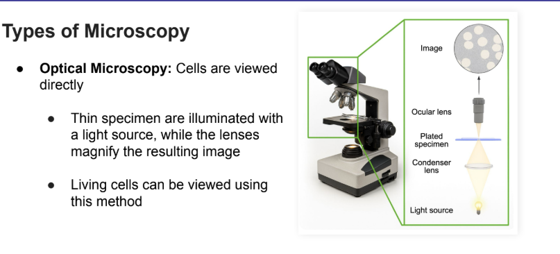 <p>Cells are viewed directly</p><ul><li><p><strong>Thin </strong>specimen are illuminated with a <strong>light source,</strong> while the lenses magnify the resulting image</p></li><li><p><strong>Living cells CAN </strong>be viewed using this method</p></li></ul><p></p>