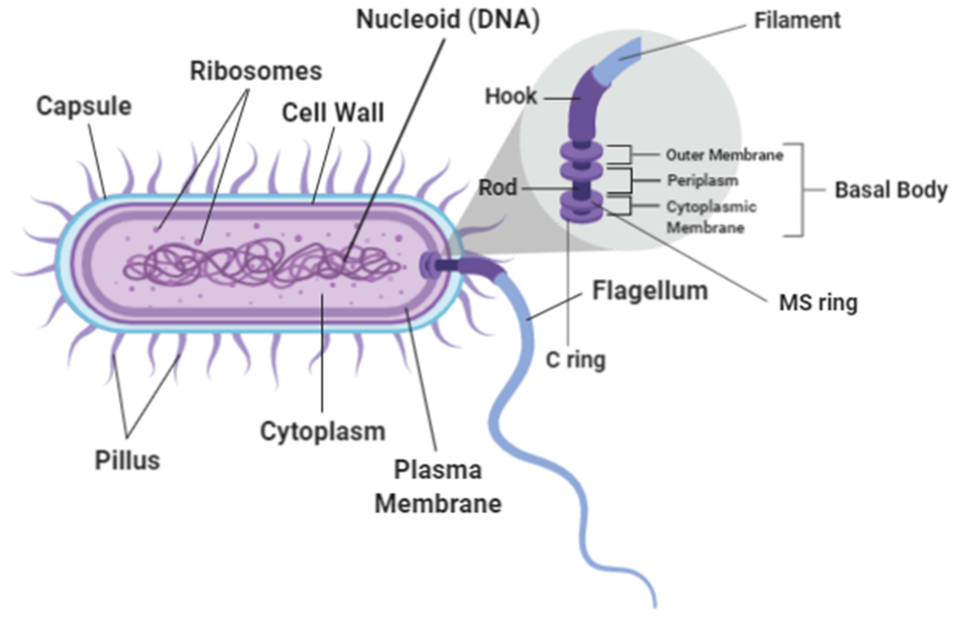 <p>Only instance is whip like tail of sperm </p><p>Longer than cilium</p>