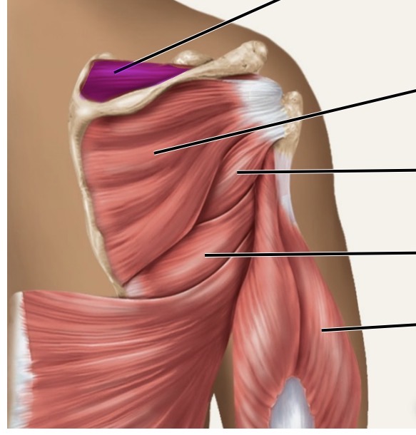<p>posterior</p>