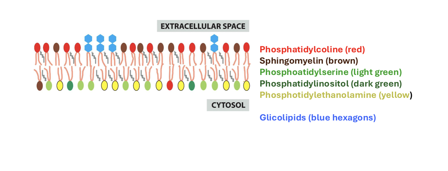 <p>yes, asymmetrical distribution of phospholipids + glycolipids in the membrane</p>