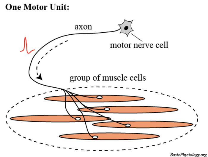 <p>a single alpha motor neuron & all the muscle fibers it innervates</p>