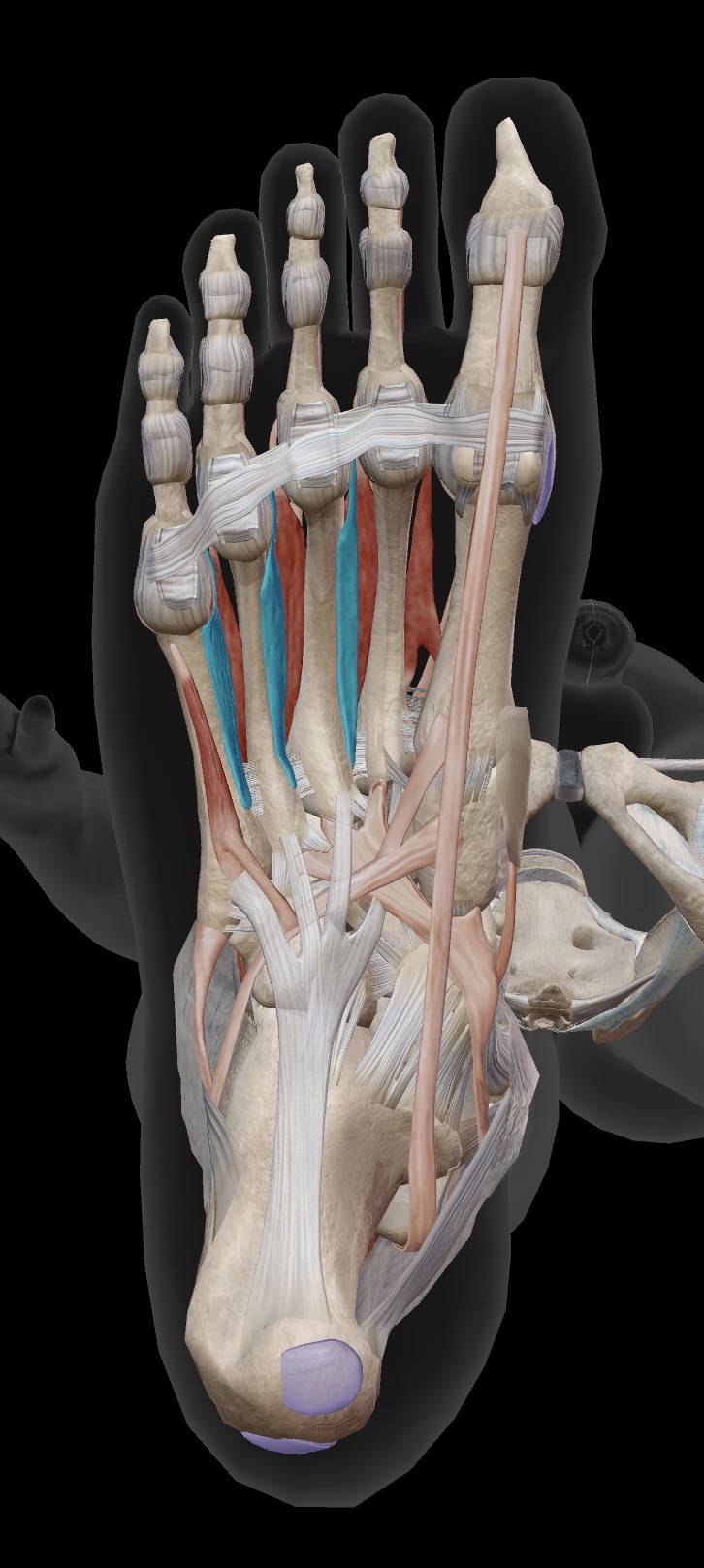 <p>What are the muscles being shown here?</p><ul><li><p>Origin</p></li><li><p>Insertion</p></li><li><p>Action</p></li></ul><p></p>