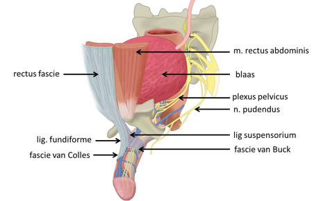 <ul><li><p>1.<strong> Radix penis (bulbus+crura)</strong> til <strong><em>de forende rami og diaphragma urogenitale</em></strong></p></li><li><p>2. <strong>Ligamentum suspensorium penis</strong> fra <strong><em>symfysen</em></strong> til <strong><em>tunica albuginea </em></strong>og<strong><em> fascia penis profunda</em></strong></p></li><li><p>3.<strong> Lig. fundiforme penis</strong> er en fortsættelse af <strong><em>fascia superficialis abdominis (fascia scarpae)</em></strong> og <strong><em>linea alba</em></strong> til <strong><em>fascia penis superficialis </em></strong>(fortsætter også i tunica dartos scroti)</p></li></ul><p></p>