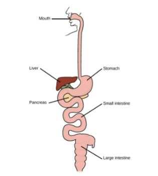 <p>a biological system consisting of a group of organs that work together to perform one or more bodily functions.</p>
