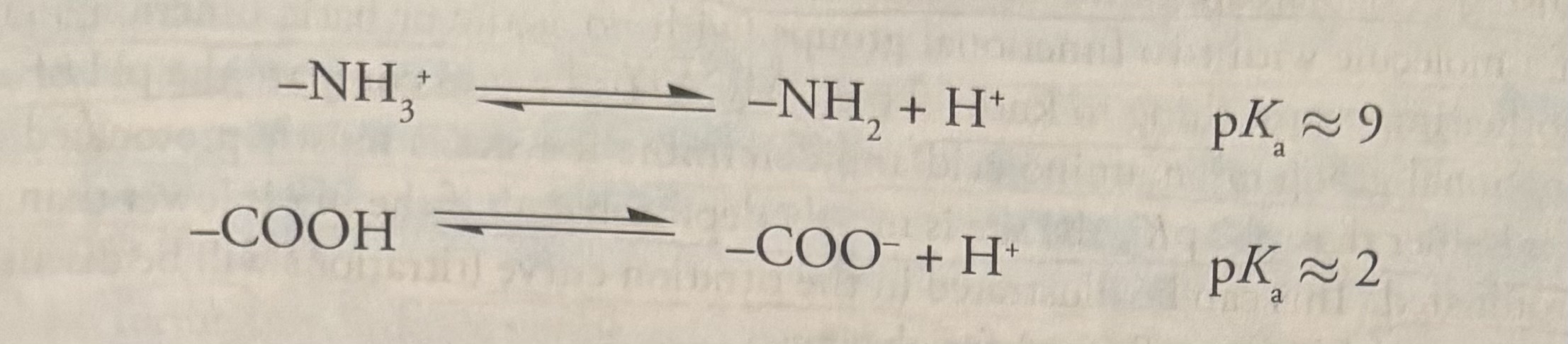 <p><u>Application of Fundamental Acid/Base Chemistry to Amino Acids</u></p><p><strong>All amino acids </strong>contain an amino group that acts as a base and carboxyl group (pKa=2) that acts as an acid.</p><p>-so, amino acids are put into classifications of groups (basic, acidic, nonpolar, polar) based off their R groups, but <strong>all</strong> amino acids have an amine group (base) and a carboxyl group (acid) due to their natural structure.  </p><p>In its <strong>protonated</strong>, or<strong> acidic form</strong>, the <strong>amine </strong>is called an <strong>ammonium group</strong>, and it has a pKa between 9-10. So, at physiological pH (7.4), the ammonium group is <strong>protonated.</strong> </p>