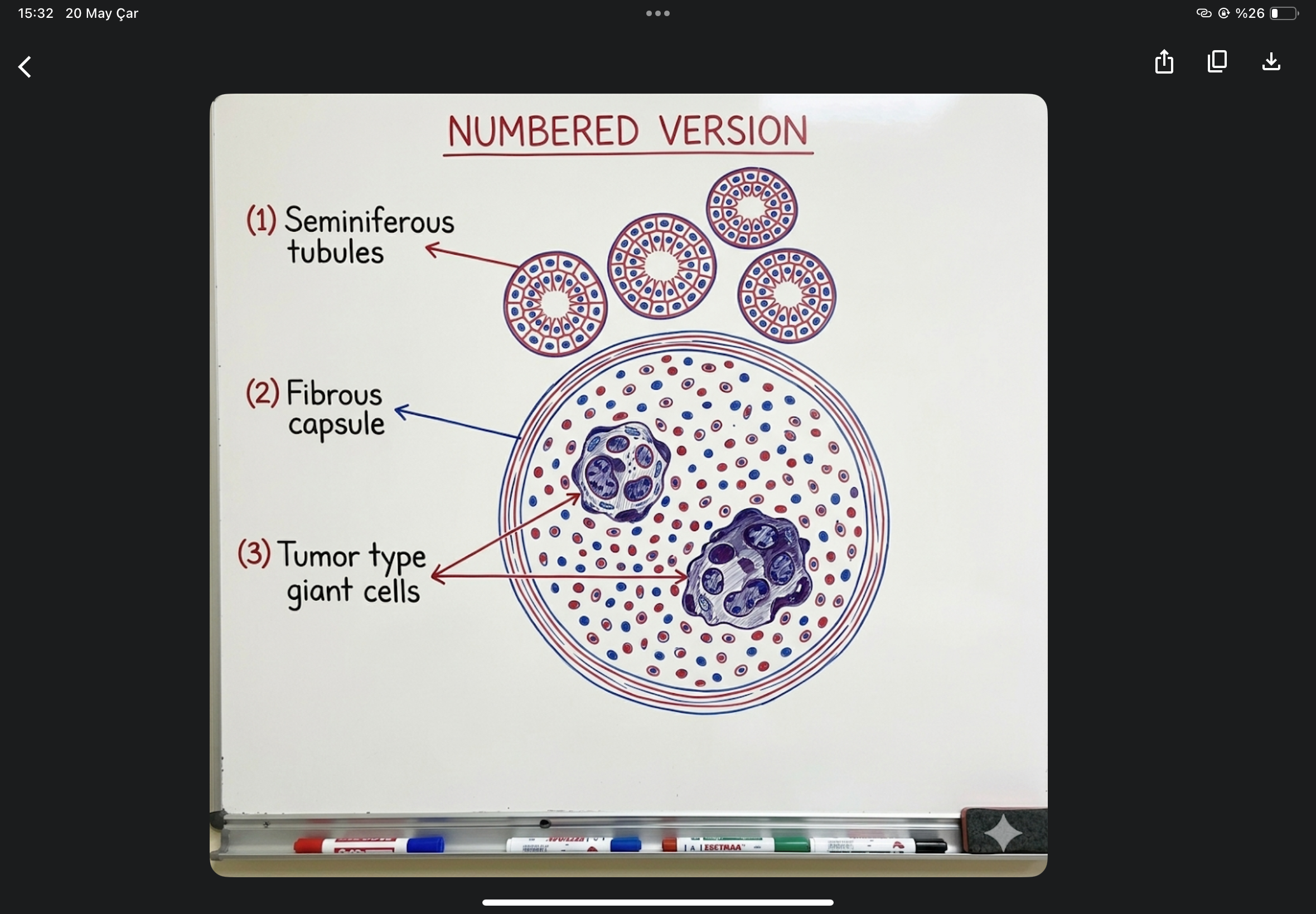 <p>semiroma, tumor type giant cell, dog, testicle</p>