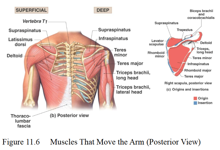 <p>Latissimus dorsi</p>