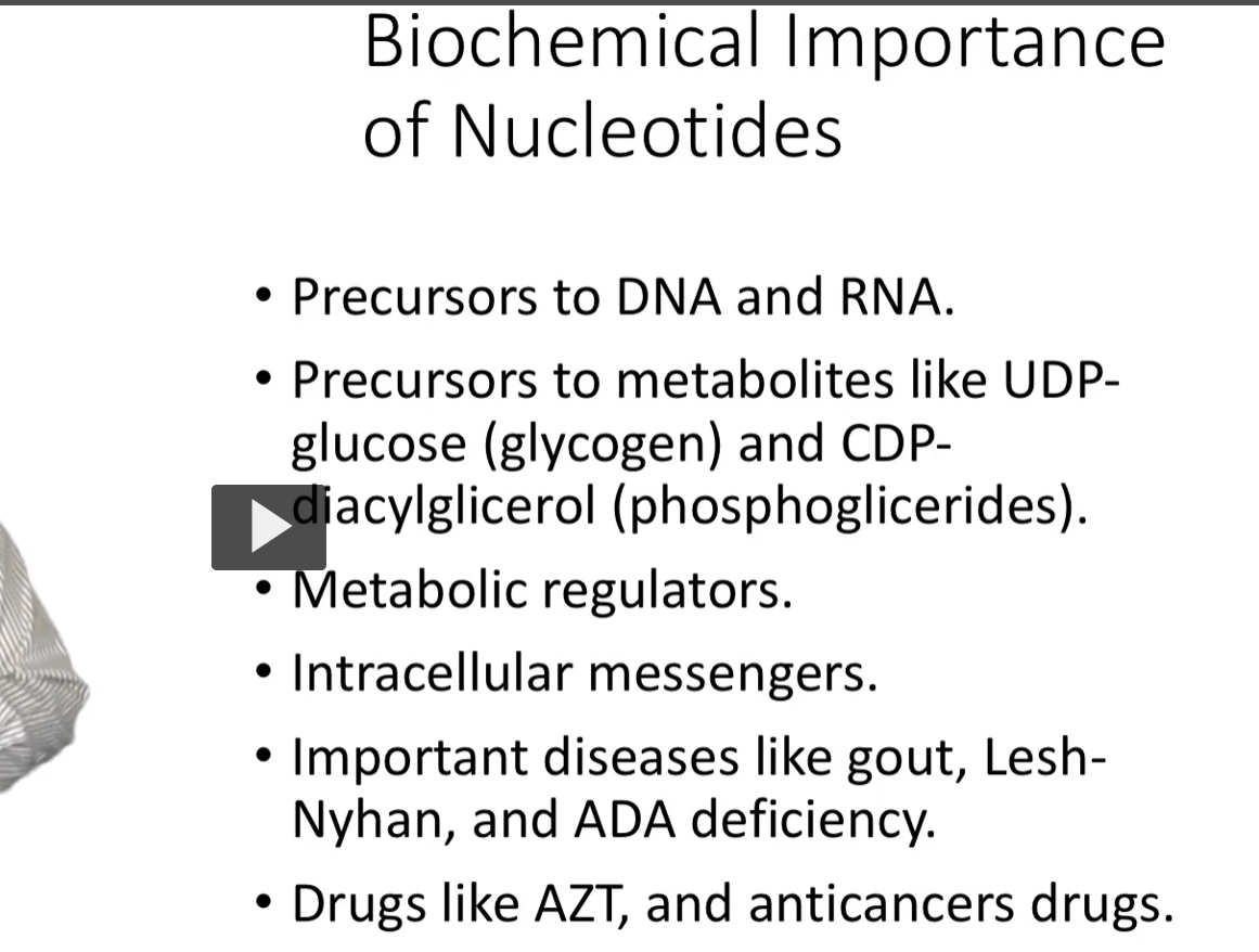 <p><u>Biochemical Importance of Nucleotides</u></p><ul><li><p><strong>Nucleotides</strong> are<strong> precursors</strong> to <strong>DNA</strong> and<strong> RNA</strong>.</p></li><li><p><strong>Nucleotides</strong> are<strong> precursors</strong> to <strong>metabolites</strong> like<strong> UDP-glucose</strong> (glycogen) and <strong>CDP-diacylglicerol</strong> (phosphoglicerides).</p></li><li><p><strong>Nucleotides</strong> serve as <strong>metabolic regulators</strong> (through phosphorylation, etc.) </p></li><li><p><strong>Intracellular messengers</strong>. (<strong>cAMP</strong> and <strong>cGMP</strong>) </p></li><li><p><strong>Important diseases</strong> like <strong>gout</strong>, <strong>Lesh-Nyhan</strong>, and <strong>ADA deficiency</strong>.</p></li><li><p>Drugs like <strong>AZT</strong>, and<strong> anticancers drugs.</strong></p></li></ul><p></p>