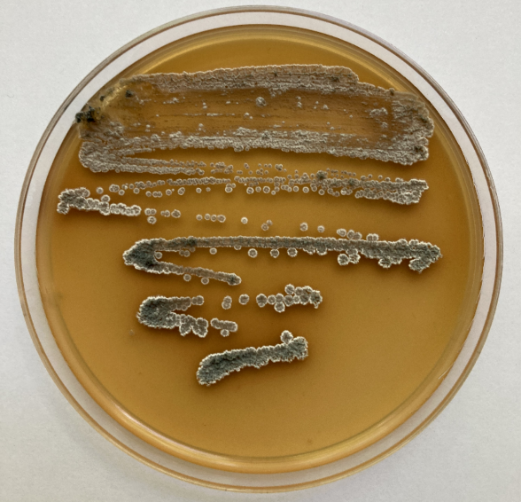 <p><strong>Common Name</strong>: N/A</p><p><strong>Parts Used</strong>: N/A</p><p><strong>Use/s</strong>: Antibiotic production (for tuberculosis, some tumor cell lines, and leprosy)</p><p><strong>Major Metabolites</strong>: <span style="background-color: transparent; font-family: "Helvetica Neue", sans-serif;">Rifamycin – Ansamycin (glycopeptides and polyketides)</span></p>