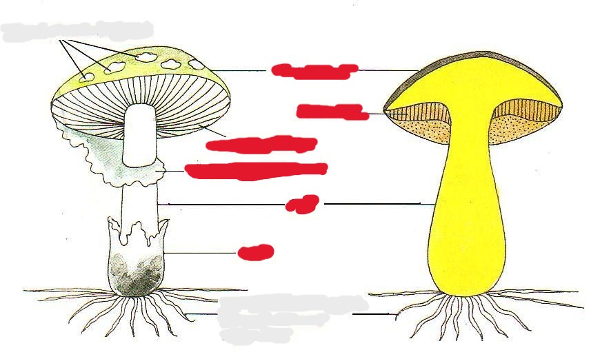 <p>Millistest osadest koosneb kübarseen?</p>