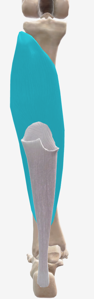 <p><strong><u>Origin:</u></strong></p><p>Head and upper third of the posterior surface of the fibula</p><p>Medial border of the tibia</p><p>Soleal line</p><p>Tendinous arch spanning between the tibia and fibula</p><p></p><p><strong><u>Insertion:</u></strong></p><p>Posterior surface of the calcaneus, via Achilles tendon</p><p></p><p><strong><u>Movement:</u></strong></p><p>Plantar flexion</p>