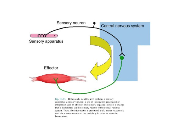 <p>What do sensation result from?</p>