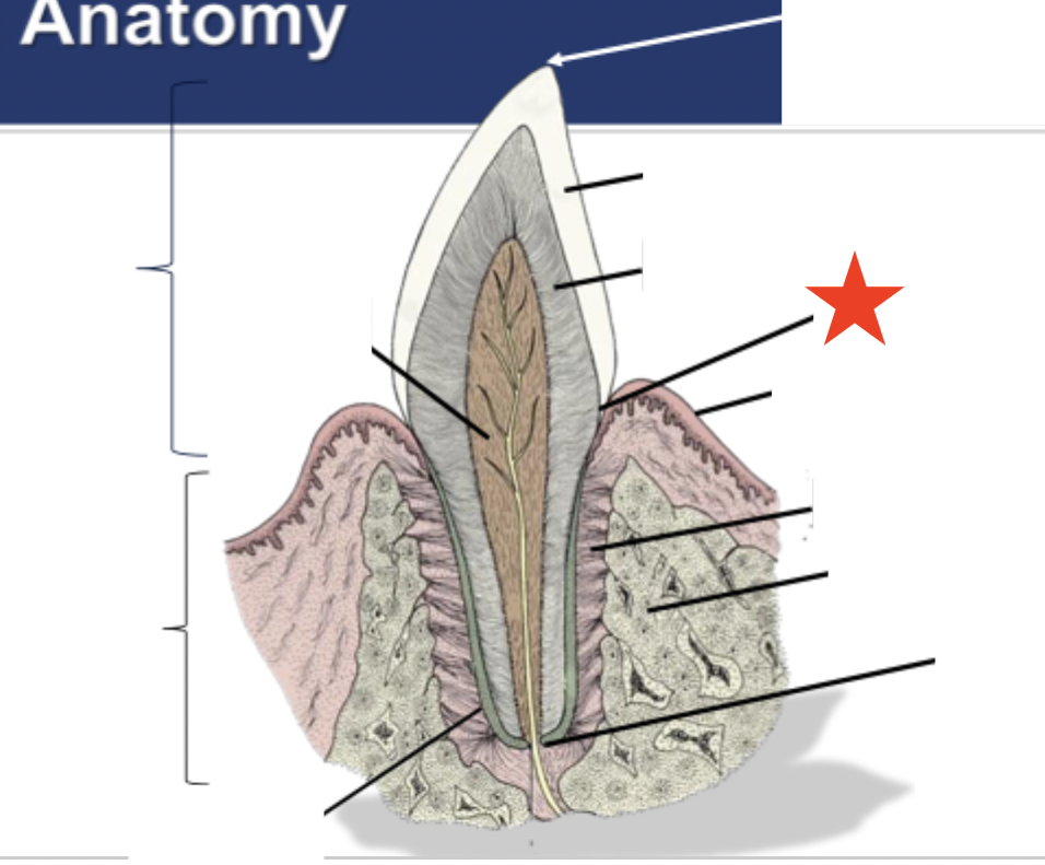 <p>What part of the tooth is indicated by the star?</p>