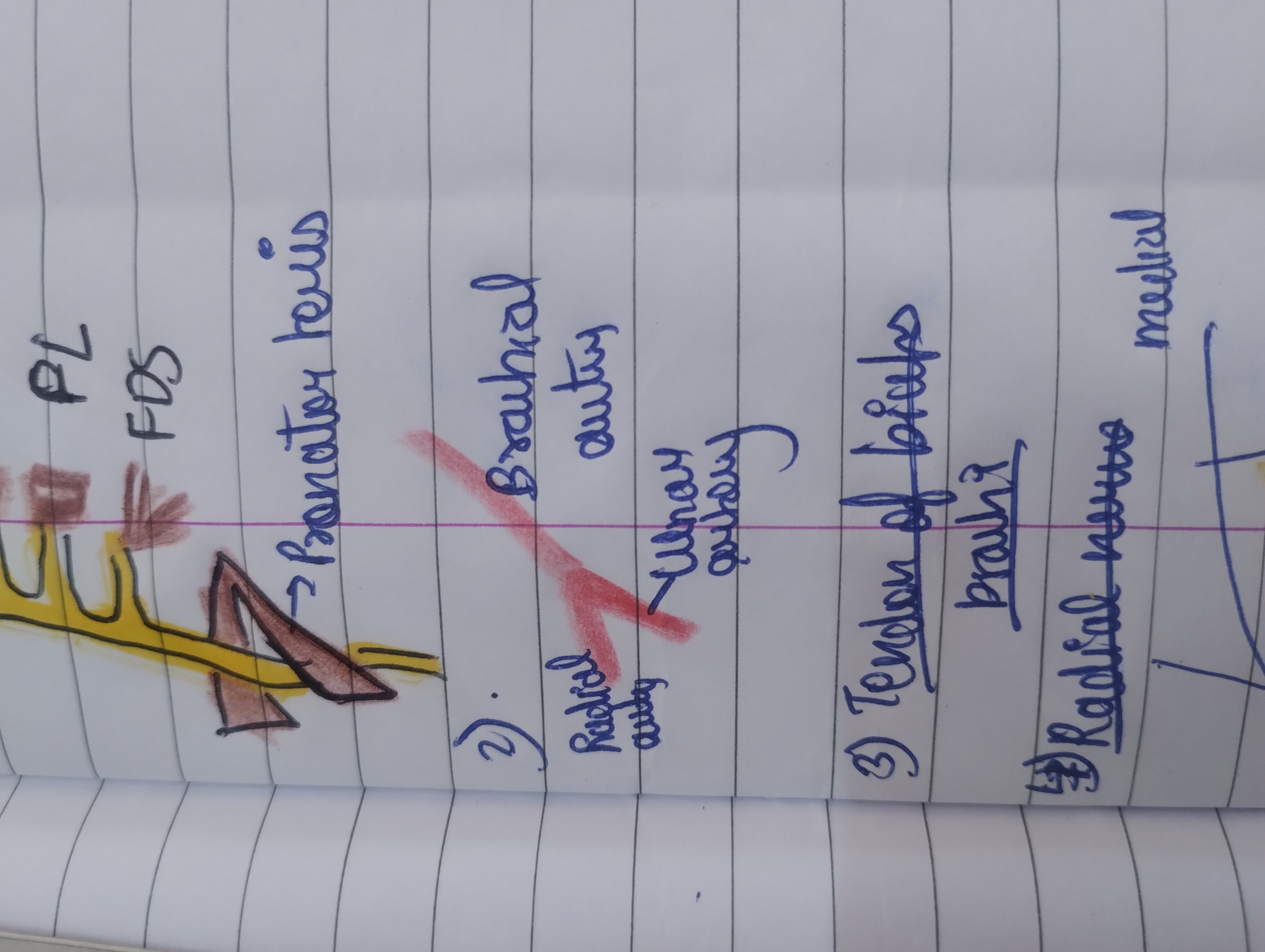 <p>Radial artery is more superficial than ulnar</p>