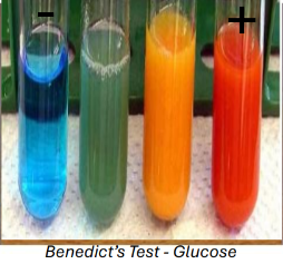 <p>test with benedict’s, heat required</p><p>colour change - blue to green/yellow/orange/brick red depends on levels</p>