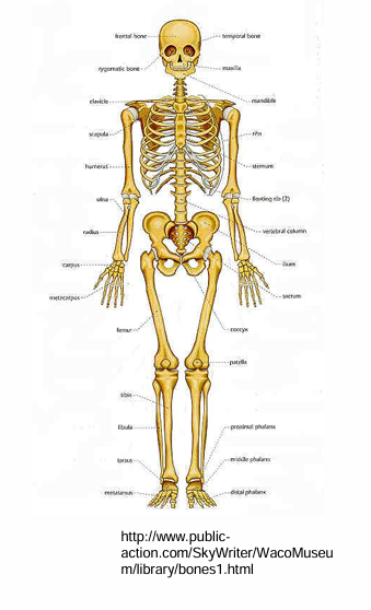 <ul><li><p><strong>Yes</strong>, bone contains both</p></li></ul><p></p>