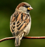 <p>What phylum do the vertebrata class birds belong to?</p>