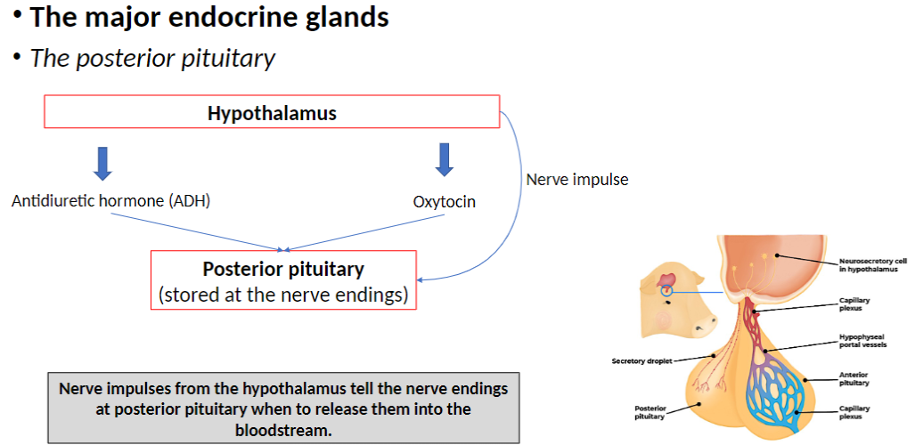 <p><strong>Hormones</strong><br> <strong>Antidiuretic hormone (ADH)</strong><br> <strong>Oxytocin</strong></p><p><strong>Storage</strong><br> Stored in <strong>nerve endings</strong> at the <strong>posterior pituitary</strong></p><p><strong>Release Control</strong><br> <strong>Nerve impulses</strong> from the <strong>hypothalamus</strong> signal the <strong>posterior pituitary</strong><br> Hormones are <strong>released into the bloodstream</strong> when needed</p>