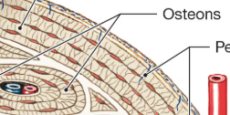 <p>A ring of concentric thing plates (lamellae)</p>