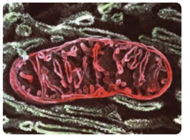 <p><span style="color: green;"><strong>Mitochondria function</strong></span></p>