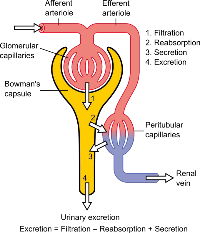 <ul><li><p>Occurs in<strong> proximal convuluted tubule</strong></p></li><li><p><strong>Reabsorption</strong> of <strong><em>water</em></strong> and<strong> active secretion</strong> of some <strong><em>weak electrolyte (weak acids)</em></strong></p></li><li><p>Requires<strong> carrier and energy</strong> ( against conc gradient)</p></li><li><p>reflects the effective<strong> renal plasma flow (ERPF)</strong> - <strong>425 to 650 mL/min</strong></p></li></ul><p></p>