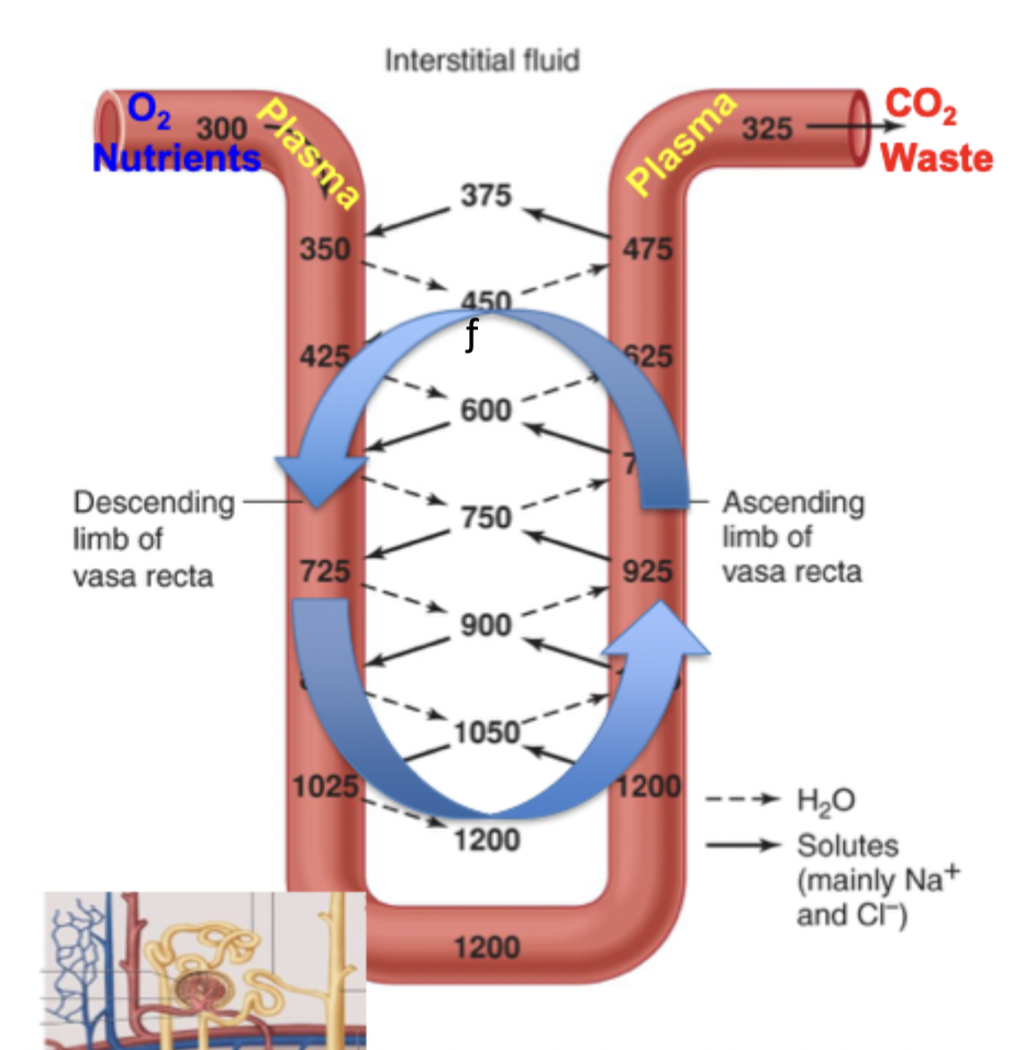 <p>Reabsorbs water and solutes to circulation without washing out gradient, exchanges between ascending and descending</p><p>Has extremely small blood flow</p>