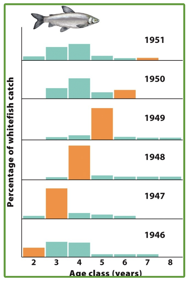 <p>age structure fluctuations</p><p>Researchers determined age of white fish by examining their scales; in 1947, large number of 3 year old fish; this cohort continued to dominate in subsequent years</p>