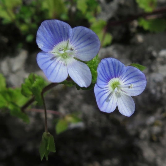 <p>Perzijski jetičnik-Veronica persica</p>