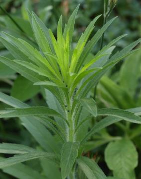 <p>Conyza canadensis</p>