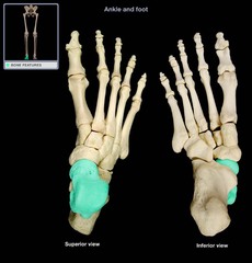 <p>2nd largest tarsal bone, Located between lower leg and calcaneus, Weight of the body is transmitted by this bone through the ankle and talocalcaneal joints</p>
