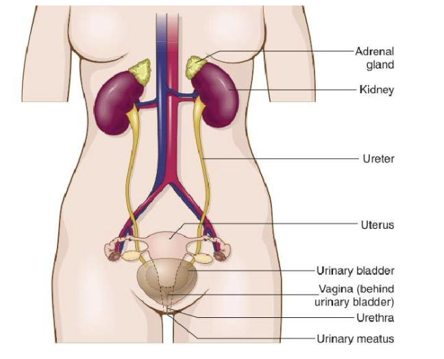 <p>organs of female urinary system</p>