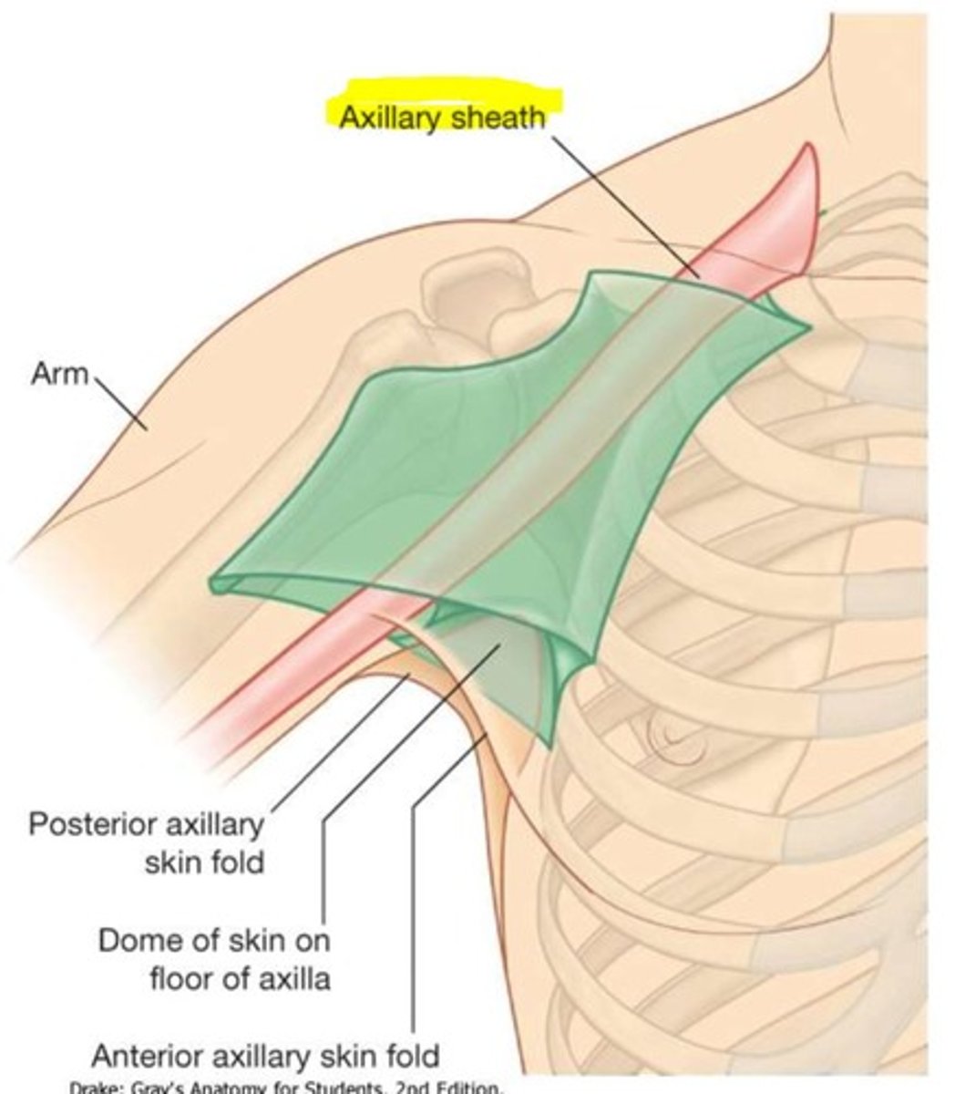 <p>axillary artery, vein and chords and branches of BP</p>
