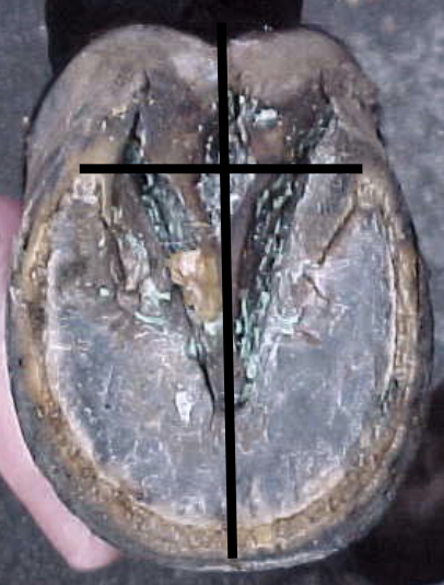 <ul><li><p>solar view</p></li><li><p>trimmed frog</p><ul><li><p>frog should bisect hoof &amp; shoe into 2 equal halves</p></li><li><p>frog width should be 50-66% of the frog length</p></li></ul></li><li><p>length of the foot should approximate the width</p></li><li><p>both heels are equal length</p></li><li><p>line drawn across the weight bearing surface of the heels is perpendicular to axiss of the frog</p></li></ul><p></p>