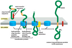<p>The Hydrophobic Signal Sequence</p>