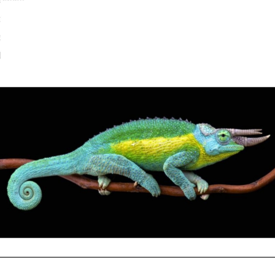 <p>name this animal</p>