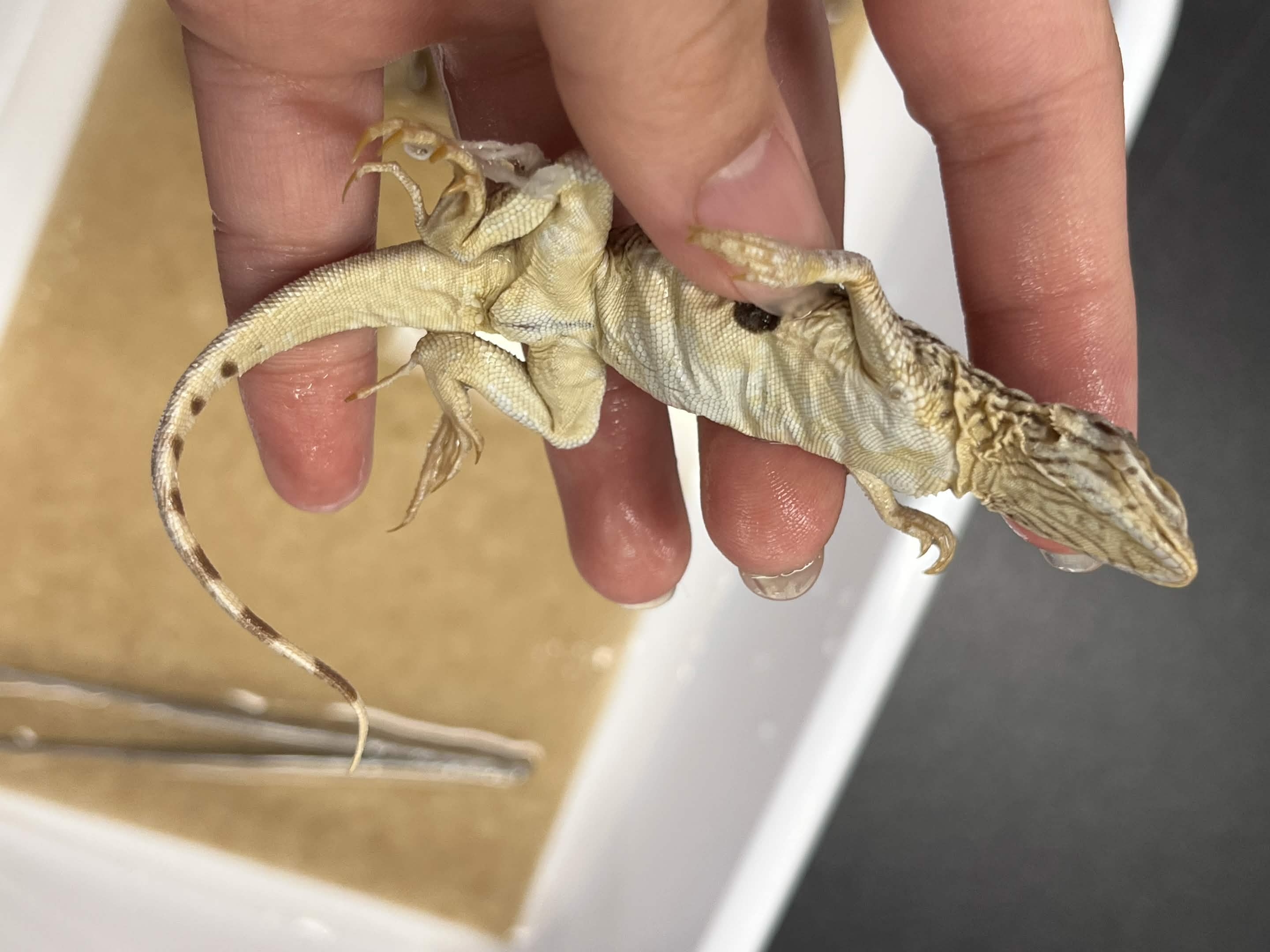 <p>Family + Species?</p><ul><li><p><strong>Black dot and orange</strong></p></li></ul><p></p>