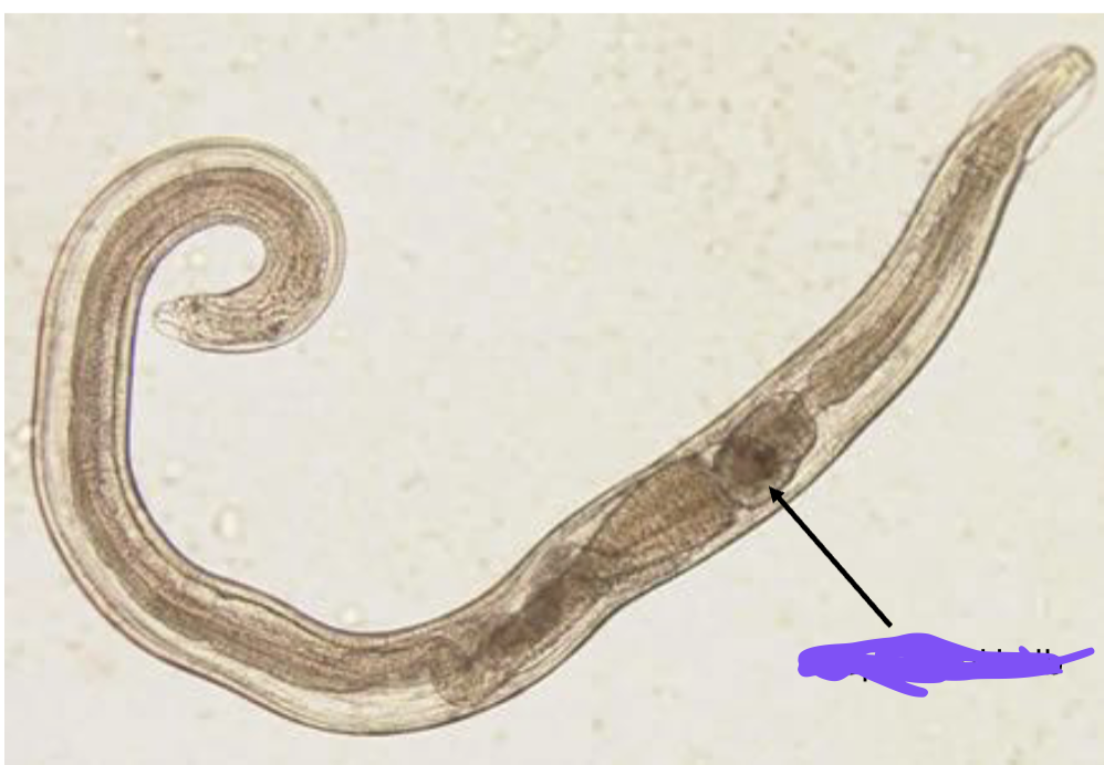 <p> is this egg or adult</p>