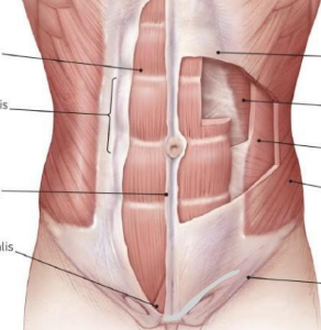 <ul><li><p>pubic crest/symphysis</p></li></ul><p></p>