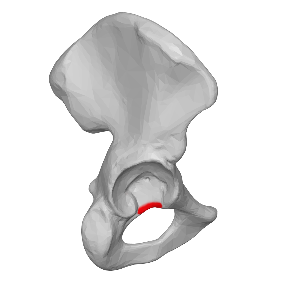 <p>the acetabular notch</p>