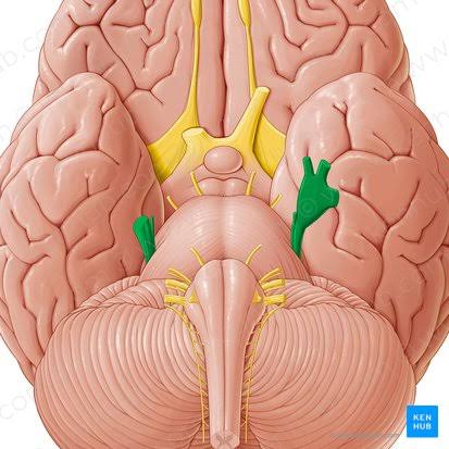 <p>the largest cranial nerve, carrying sensory data from the face and controlling jaw muscles</p>