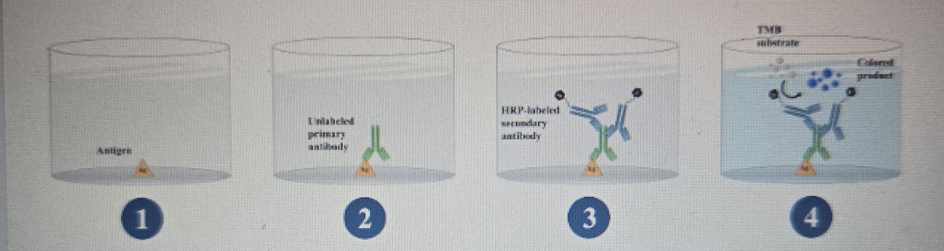 <p>If an antigen was not present in step one, then what would happen to the antibodies in step two after the wash step</p>