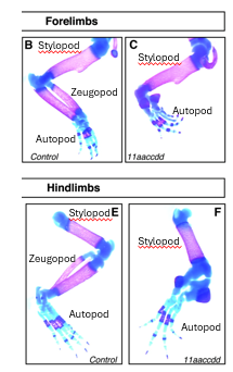 <p>triple knockout in mouse, whatever is missing is what hox11 is responsible for patterning ie zeugopod </p>