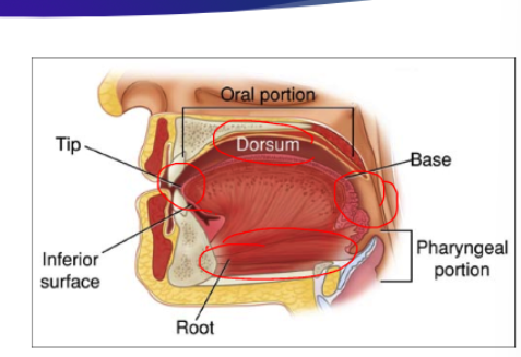 <p>The structure occupying the floor of the mouth, consisting of </p>