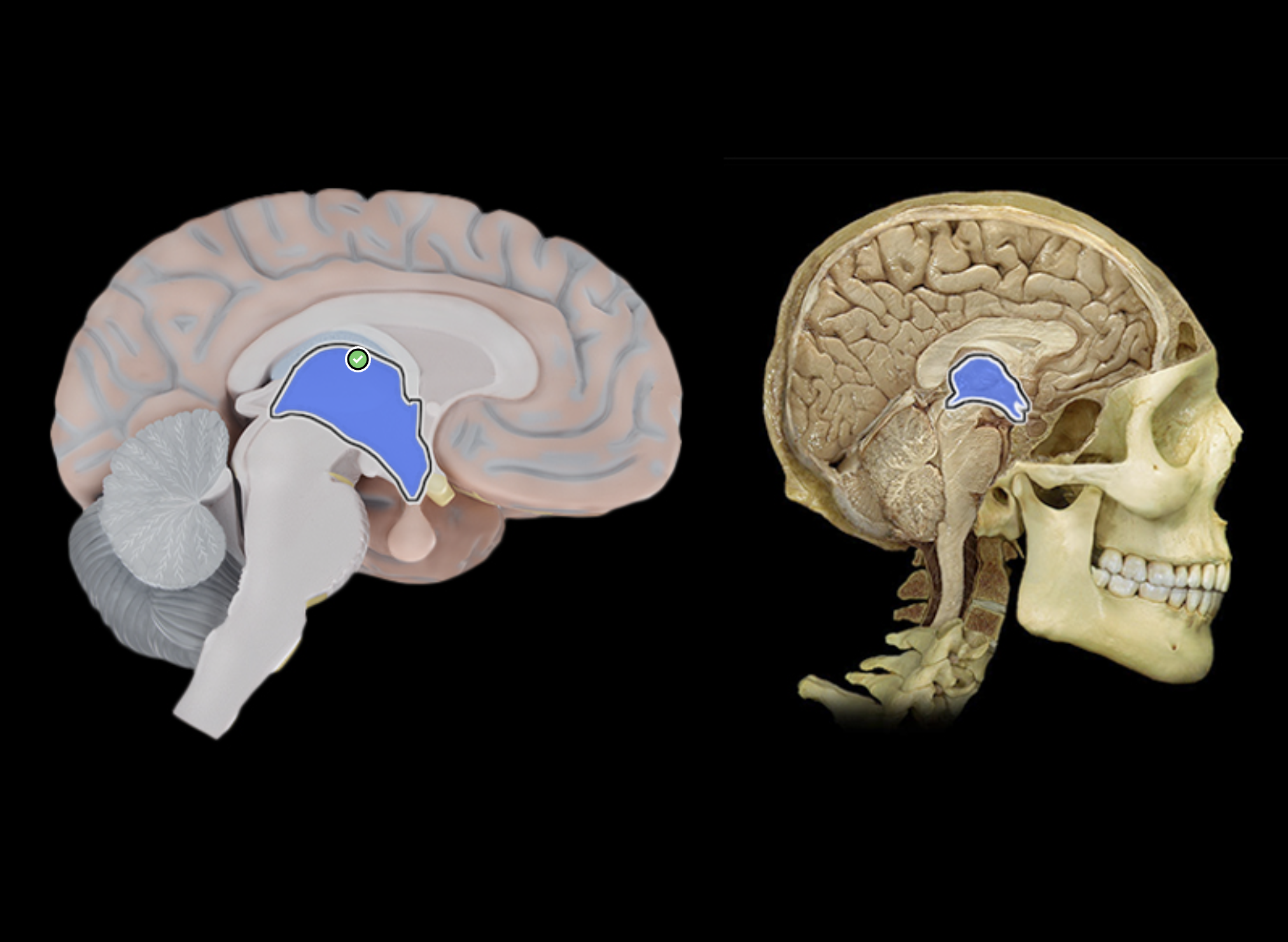 <p>What is labeled?</p>