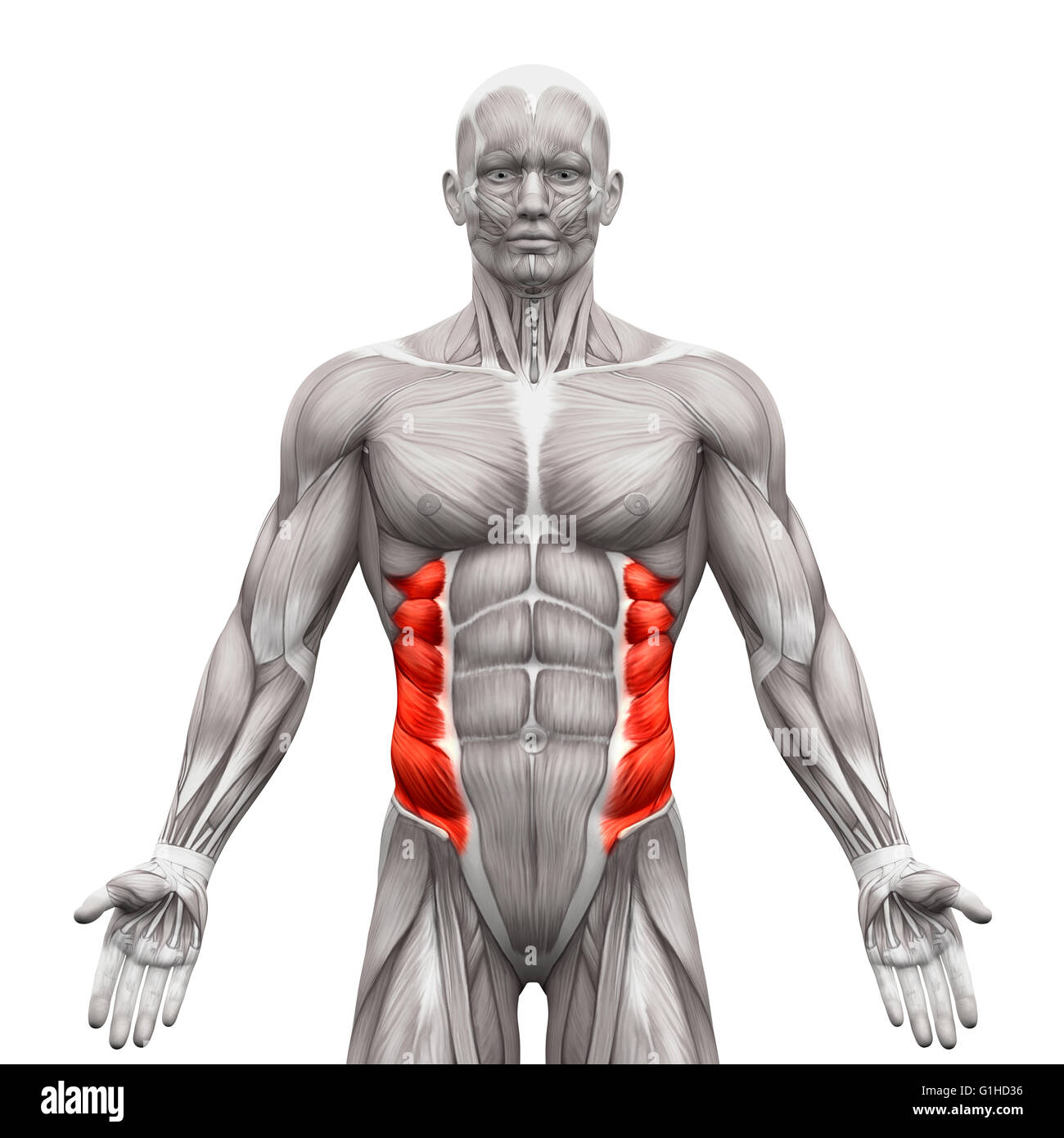 <p>Compresses abdomen, laterally flexes and rotates vertebral column </p>