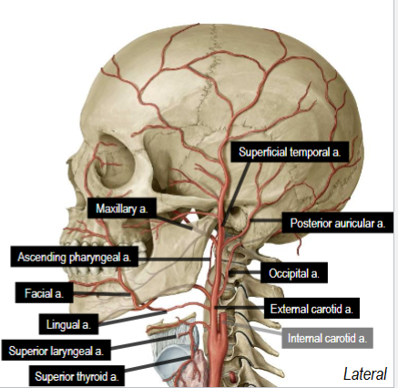 <p>Ascending Pharyngeal</p>